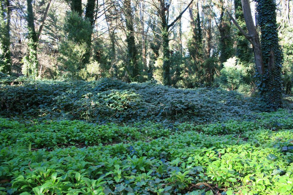 Las Cortaderas Bosque Peralta Ramos Mar del Plata Exteriér fotografie